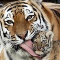 Ermanno Braga Bazzucco