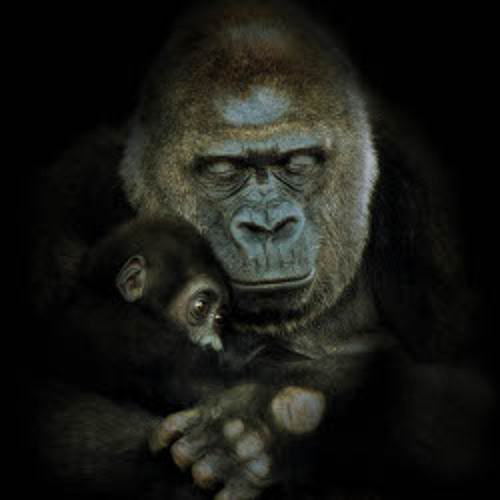Stream Uhouho Gorilla Kun Music Listen To Songs Albums Playlists For Free On Soundcloud