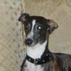 Gypsy Blue Bakers Parks