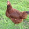Bald Chicken Brown
