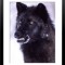 The Grimm Wolfe