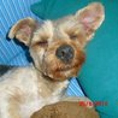 Gustavo Lavigne Coloma