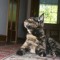 catsauce