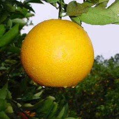 naranjaamarilla