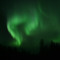 Gullfisk