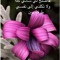 bayraq