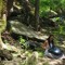 mysticwild