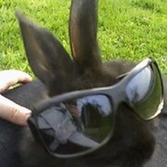 Belle Biche