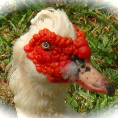 Headache "Alex Reidarsen"