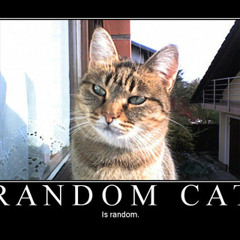 The Random Cat