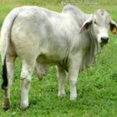 Wella Urika Kaahangoro