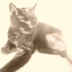 matteo2