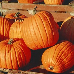 pumpkins-87