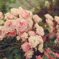 تلك هي الأقدار - حسنو