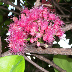 Syzygium