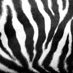 Walking Zebra