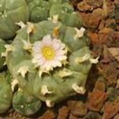 Oscar Calzada Morales