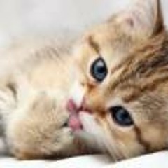 Muhammad Husnul Bin Halim