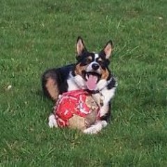 Martyn Cameron-Davies