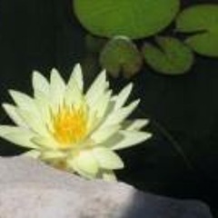 Catriona MacKenzie Jarvis