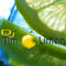 TimLimon