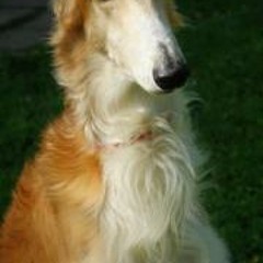 Poligraf Poligrafovich