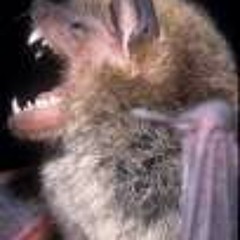 Bats of the South West