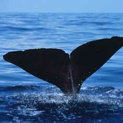 arcowhale