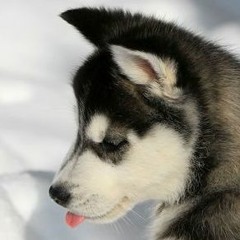 HuskiBoi