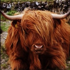 the naked yak podcast