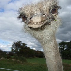 Sam Evans (Official)