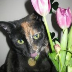 Helena O' Dwyer-Moore