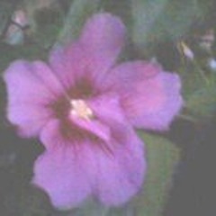 Denise Allene Munser