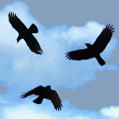 circlingcrows