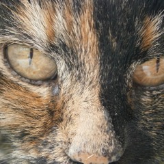 Mitzi Felix