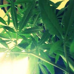 RapCallejaValpoAgreso ♫ ♪