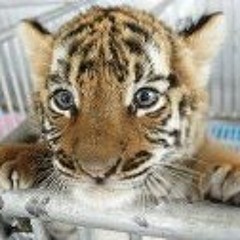 David Tigre de Madera