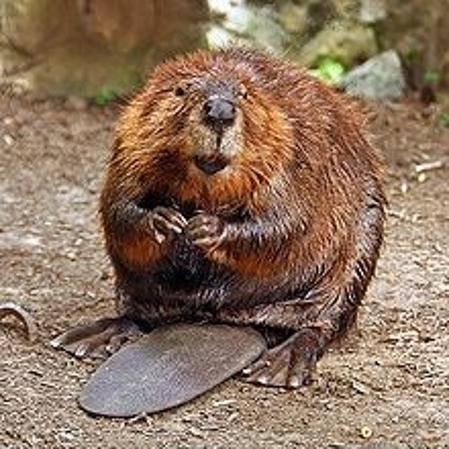 Beaver Cool Aid