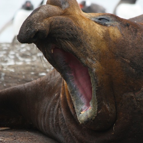 Stream Seth Beaudreault music Listen to songs, albums, playlists for