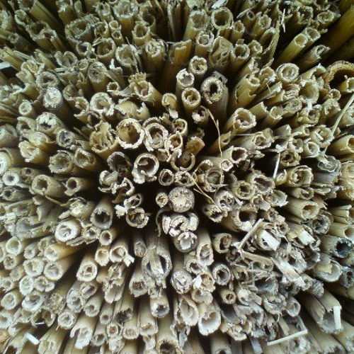 Suntech (unmastered)