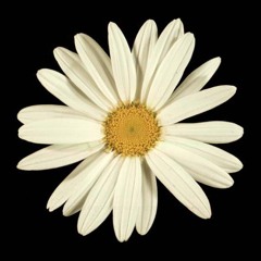 Zylintha