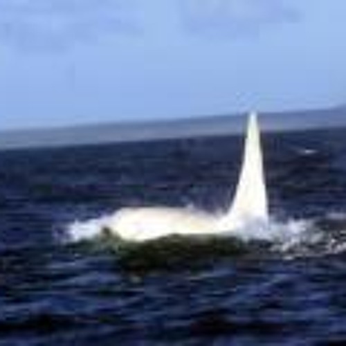 When Doves Cry and Ride The White Horse