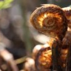 Véronique Carrière