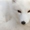 mofoxxies