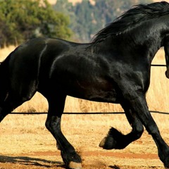 King TheStallion Royale