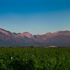 VinesofMendoza