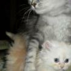 Nogomi.com Mohamed Mounir-07.Ya Abo El Ta2ya Sobaky