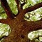 Green Neem