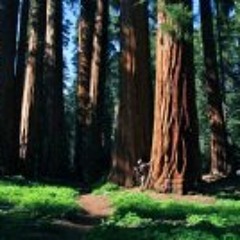 Kashyyyk - Inner Explorations 175 Bpm