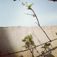 Fatima Mohamed Al Hadad